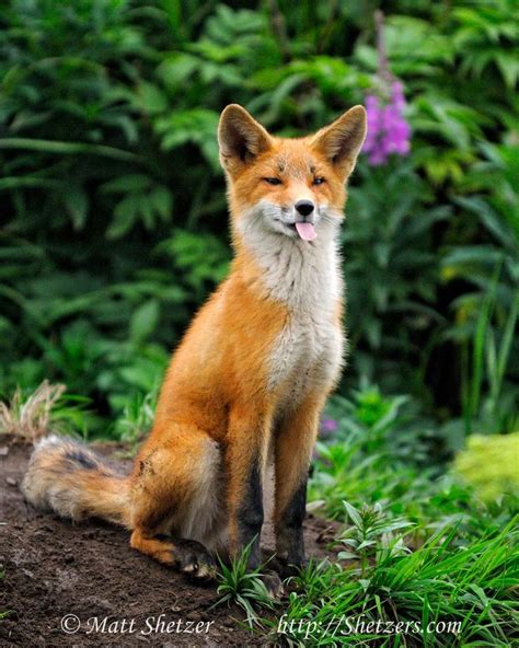 Pin By Penny Sommers On England Then And Now Pet Fox Fox