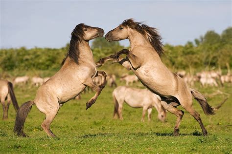Konik Horse Info Origin History Pictures