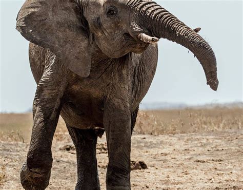 Thriving Planet Hundreds Of African Elephants Are Mysteriously Dying In Botswana