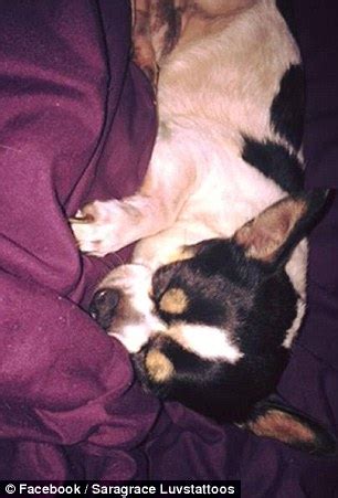 Crying after the death of a pet is a normal and healthy way of grieving. A man is accused of kicking his girlfriend's pet Chihuahua ...