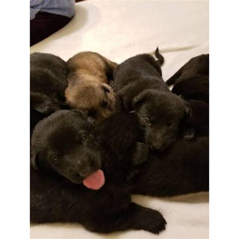 Check spelling or type a new query. 8 gorgeous German shepherd puppies for sale in Auburn, Washington - Puppies for Sale Near Me
