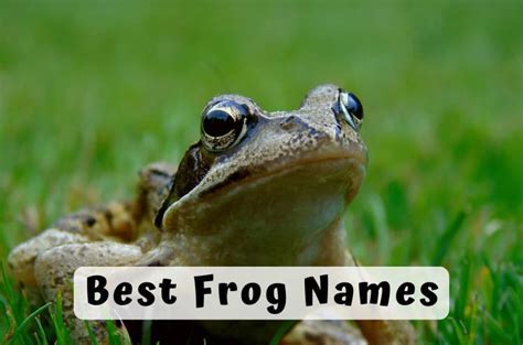 359 Best Frog Names That You Will Absolutely Love To Use