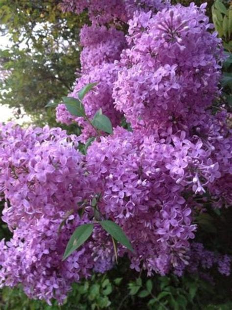 Shipped directly to your door. 25 Light Purple Lilac Seeds Tree Fragrant Hardy Perennial ...