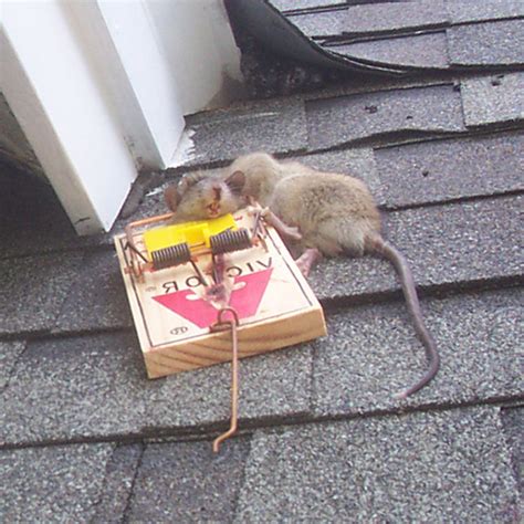 Whether you hear the pitter patter of something overhead in the ceiling, or scratching and rustling in the wall, there's a horror movie/psychological thriller aspect to the invasion. Can You Hear Rats In The Attic During Day - Image Balcony ...