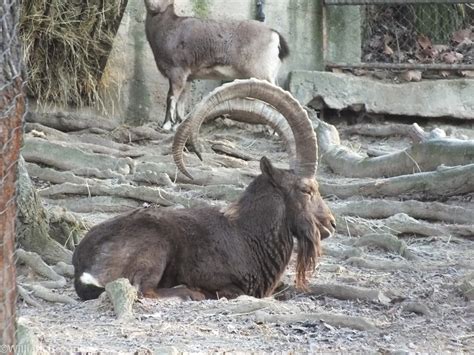 Siberian Ibex Zoochat