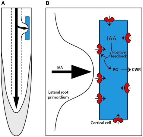 Lateral Root Are Formed Within The Pericycle Deep Inside The Primary
