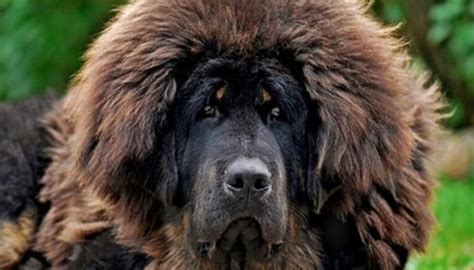 14 Reasons Why You Should Never Own Tibetan Mastiffs Petpress