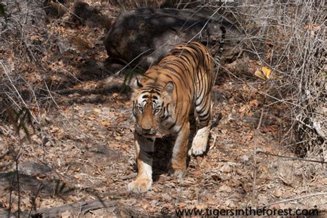 B2 Of Bandhavgarh Tiger Conservation In India Tigers In The Forest