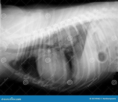 How Much Is A Chest Xray For A Dog