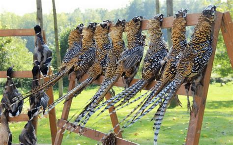 Cherrybend pheasant farm, ohio's pheasant hunting destination.640 acres of prime pheasant welcome to cherrybend pheasant farm! Wingshooting Trips France | Upland Bird Hunting France ...