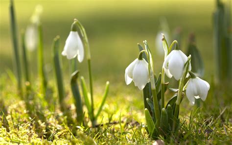 39,544 free images of white flowers. spring, Nature, Snowdrops, White Flowers Wallpapers HD ...