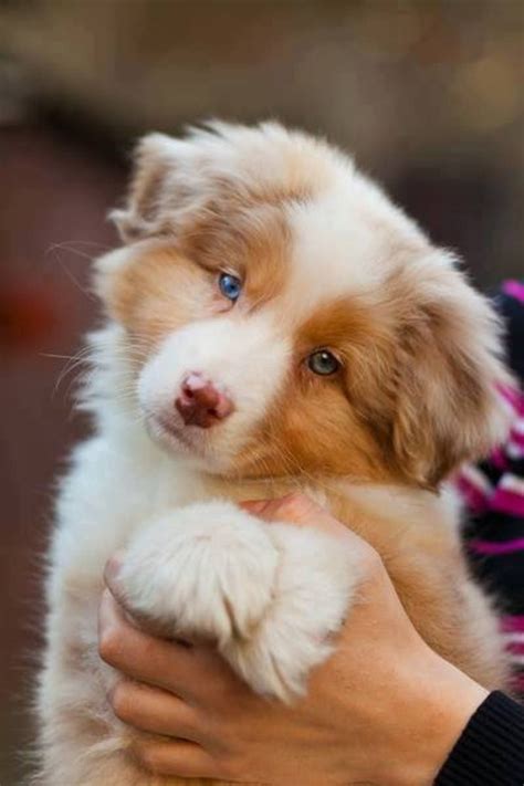 Australian Shepherd Red Merle Puppy Aussies And Other Pups
