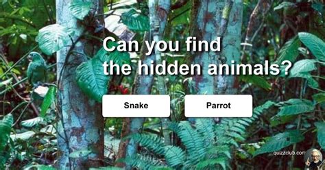 Can You Find The Hidden Animals Trivia Quiz Quizzclub