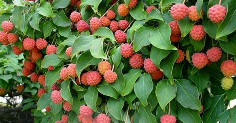Cornus kousa (chinese dogwood) has typical dogwood flowers, either pink or white, in summer. Kousa dogwood - fall fruit - edible to animals and people ...