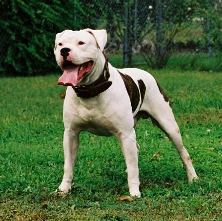 This breeds coat is white or white with patches that are either red (i.e. American BULLDOG la encuesta DEFINITIVA.