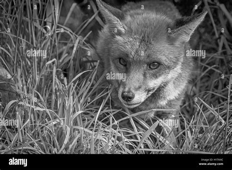 Red Fox Fur Animal Black And White Stock Photos And Images Alamy