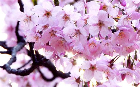 Japanese Cherry Blossoms Free Photo Download Freeimages