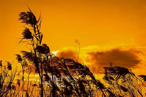 Reeds Sunset Sky Nature Evening Golden Tree Silhouette Plant