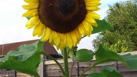 Pando, however, does not match the size or age of posidonia, a flowering grass that proliferates in the mediterranean and off the coast of australia. WORLD'S BIGGEST SUNFLOWER..!!! - YouTube