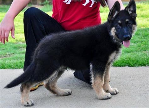German Shepherd Wgwl 9 Months Old For Sale In Canyon Lake Texas