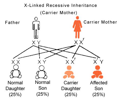 Mendelian Inheritance Basis Of Genetics Epomedicine