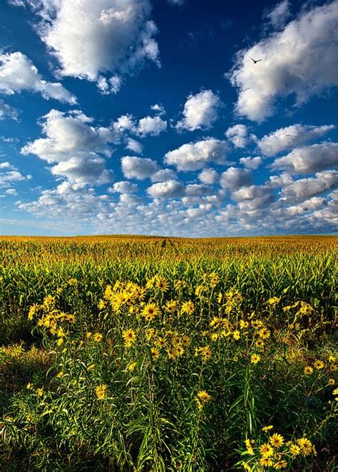 Daisy Dream Greeting Card For Sale By Phil Koch