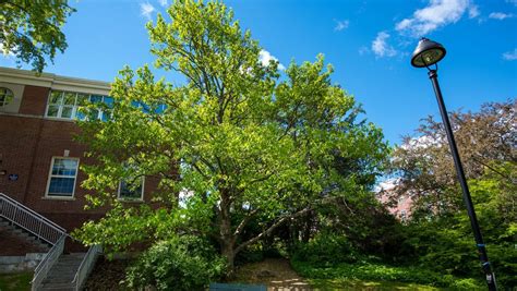 Magnolias come in many varieties, some suitable for cooler climates. Cucumbertree Magnolia - Self-Guided Walking Tours ...