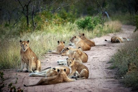 Pride Of Lions Stock Image C0523837 Science Photo Library