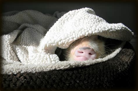 Mini Pig Sleeping Habits Life With A Mini Pig