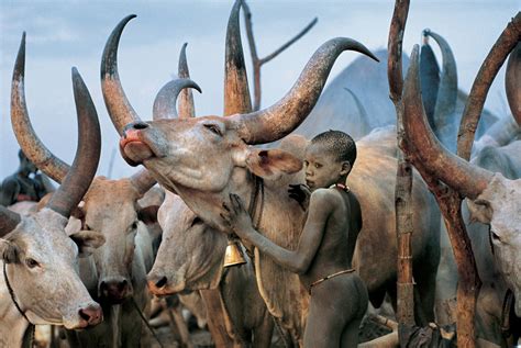 Dinka Children With White Cattle South Sudan