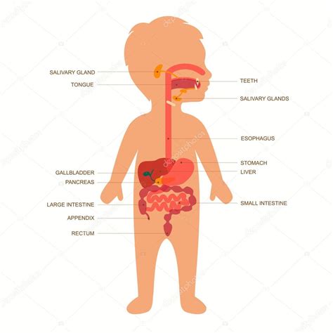 Digestive System Stock Vector Image By ©eveleen 79025904