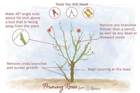 Pruning Rose Bushes Reasons Season Tools And Steps To Follow