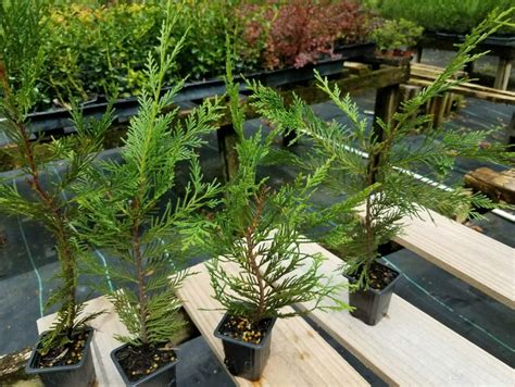Buy 10 Leyland Cypress Fast Growing Evergreen Hedge Privacy Screen