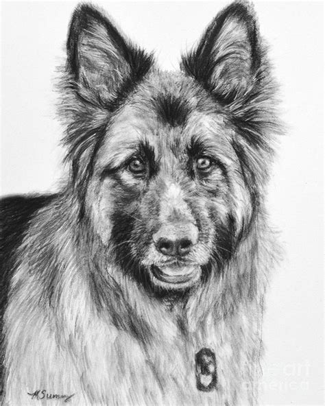 Drawing Of A Long Haired German Shepherd Drawing By Kate Sumners Fine