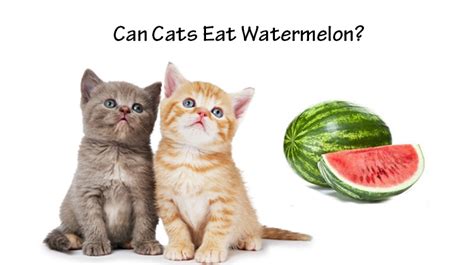 Discover some harmless staples you can share with your favorite feline many cats enjoy small pieces of cantaloupe, honeydew or seedless watermelon. Can Cats Eat Watermelon? - Tcrascolorado