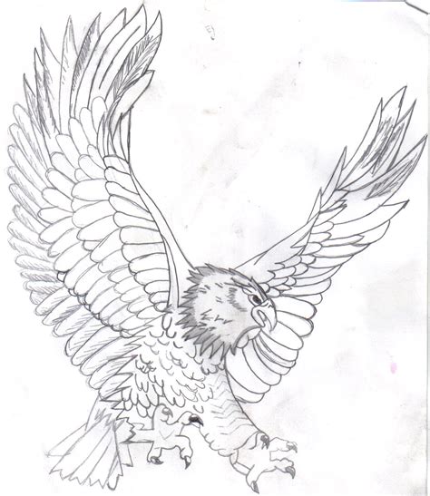 Realistic Eagle Drawing At Getdrawings Free Download