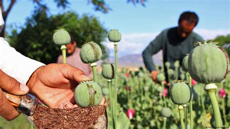 Afghan Opium Production Up Dw 10232016