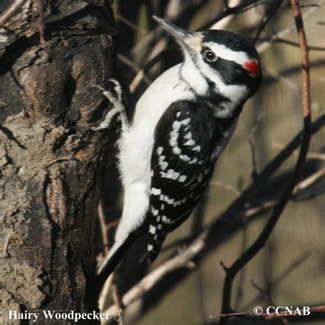 Hairy Woodpecker Dryobates Villosus North American Birds Birds Of