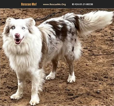 adopt 24012100330 ~ australian shepherd rescue ~ oklahoma city ok