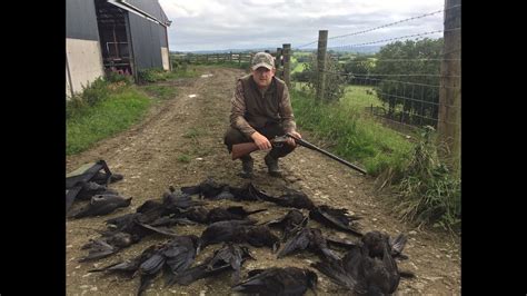 Trust terminex pest control to keep your property and family safe from pests! Farm Yard Pest Control with a Shotgun - YouTube