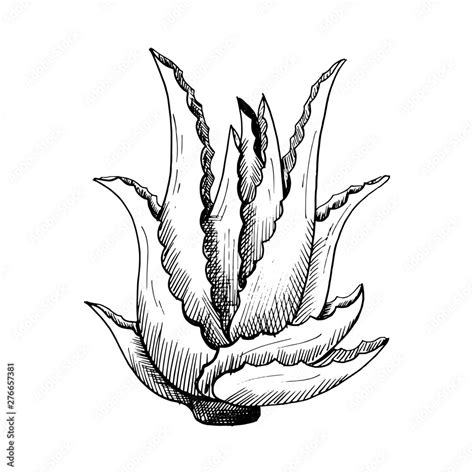 Aloe Vera Single Hand Drawn Black Aloe Isolated On White Background Sketch Style Vector