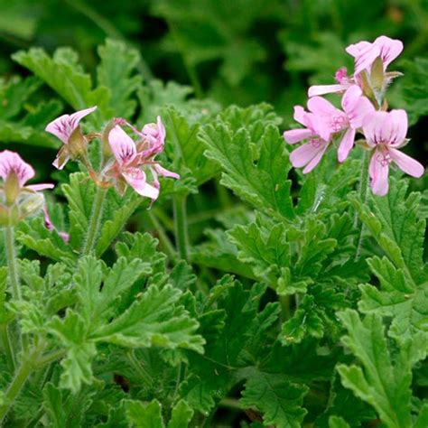 Rose Geranium Essential Oil Essential Oils The Herbarie At Stoney