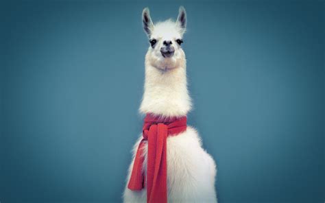 10 Llama Hd Wallpapers Background Images