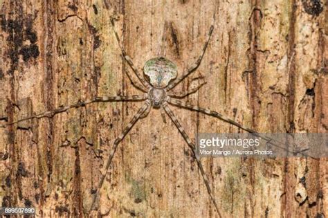 Tree Trunk Spiders Photos And Premium High Res Pictures Getty Images