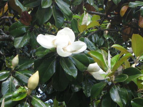 The Magnolia Here At Tallahassee Florida Usa The Magnol Flickr