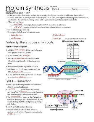 Any permanent change in the dna sequence in a gene or chromosome. Dna Mutations Worksheet Answer Key - worksheet