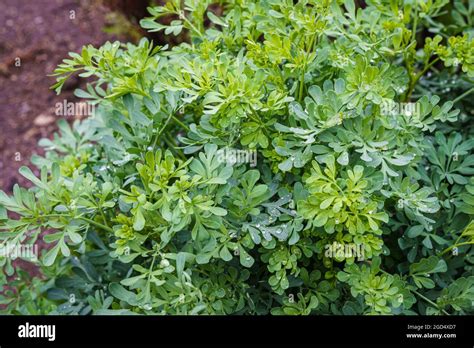 Common Rue Or Herb Of Grace Ruta Graveolens Herbal Plant In The