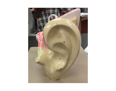 External Ear Anatomy Quiz