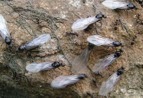 Flying ants may seem more formidable than their tiny ant counterparts. Flying ant day: when will flying ants take to the skies in ...