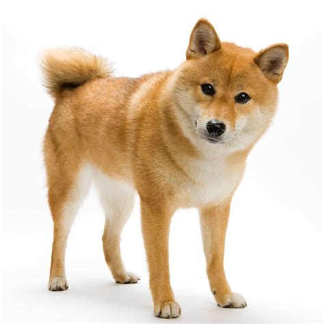 Shiba Inu Breed Information Pictures And More